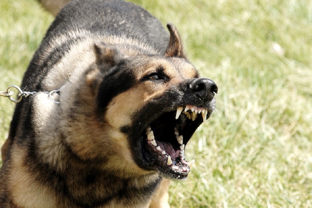 Severe Emotional Trauma Caused by Dog Bites | Law Blog